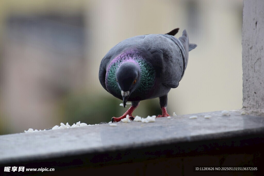 鸽子低头啄食
