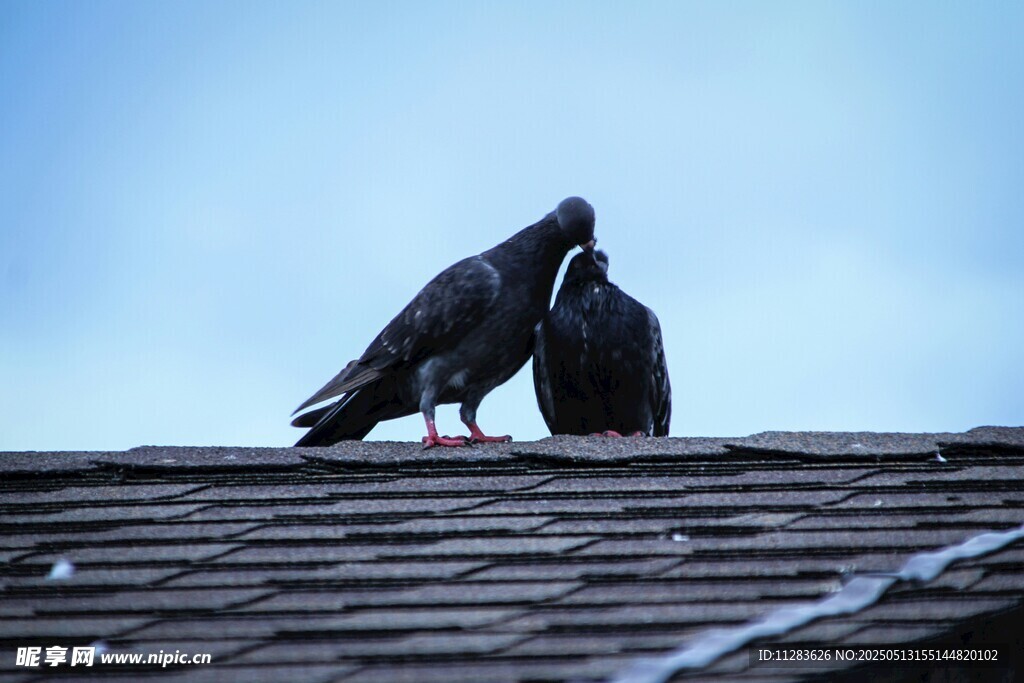 屋顶上亲昵的两只鸽子