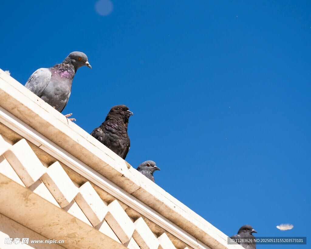 屋顶上的鸽子