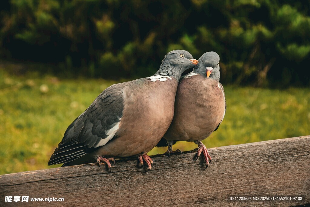 木栏上亲昵的两只鸽子