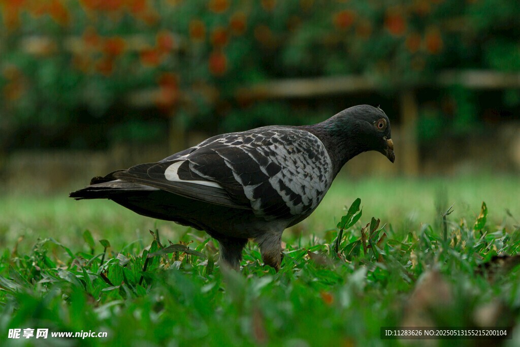 草地上觅食的灰鸽子
