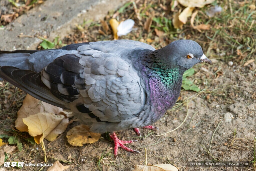 灰鸽立于地面