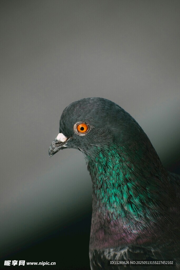 灰绿羽色鸽子特写