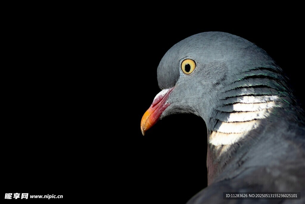 灰鸽特写