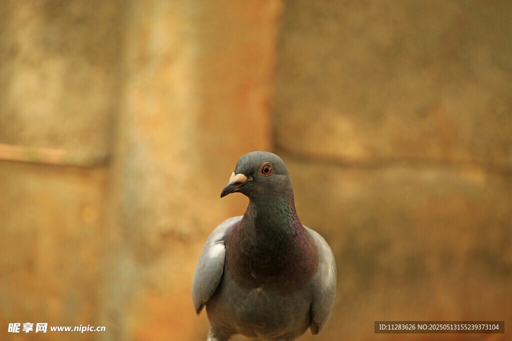 灰鸽特写