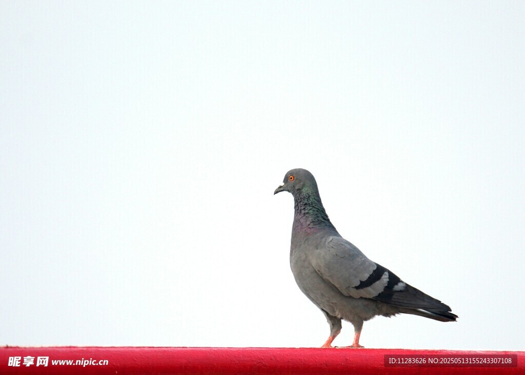 红杆上的灰鸽子