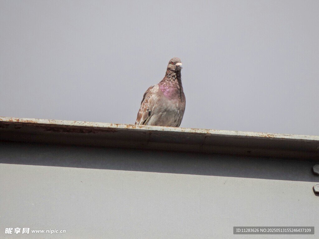 屋顶上的鸽子