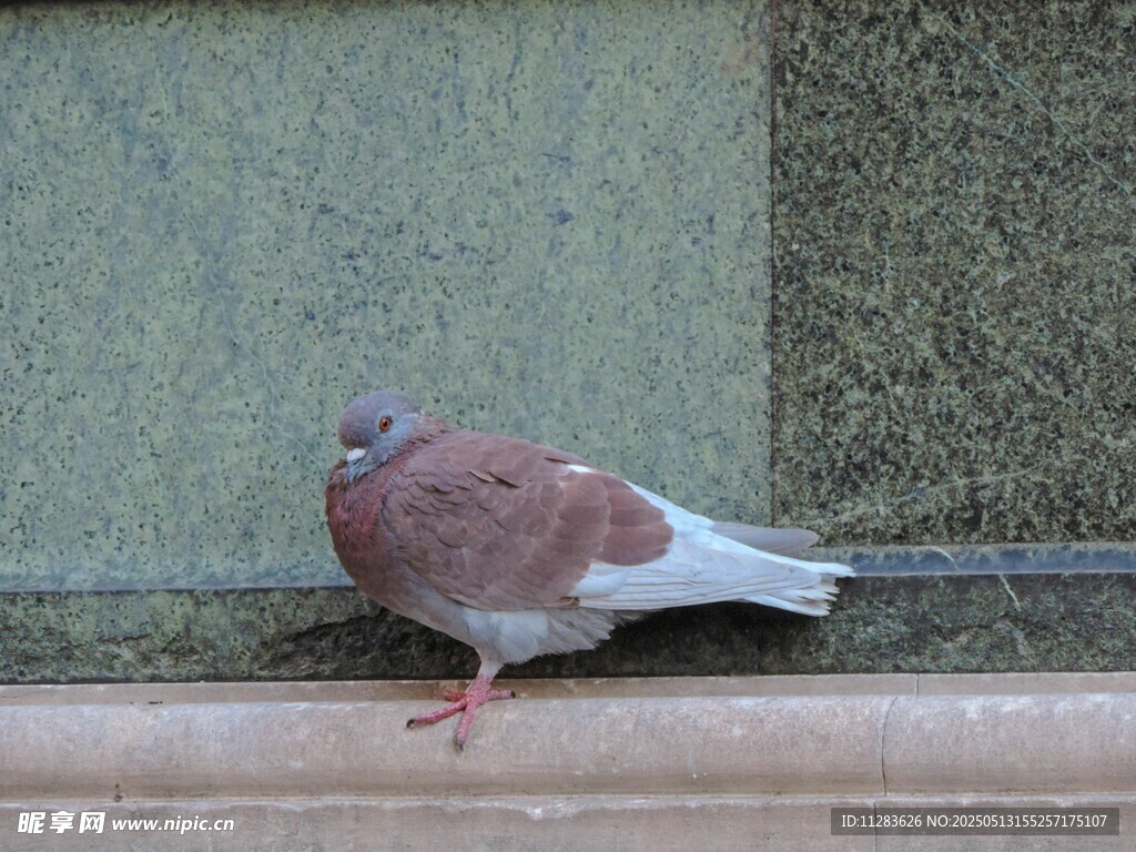 墙边的鸽子