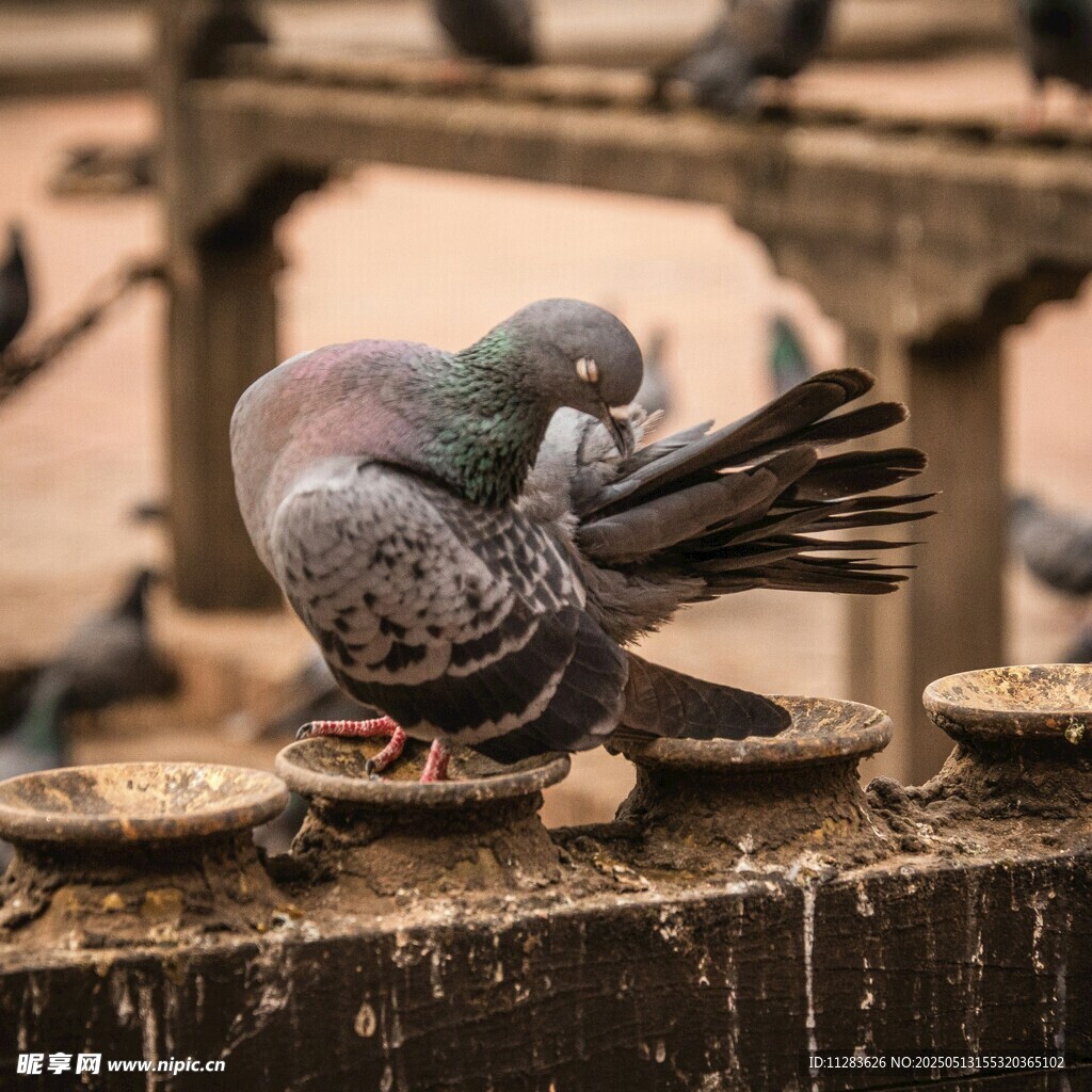 鸽子整理羽毛的瞬间