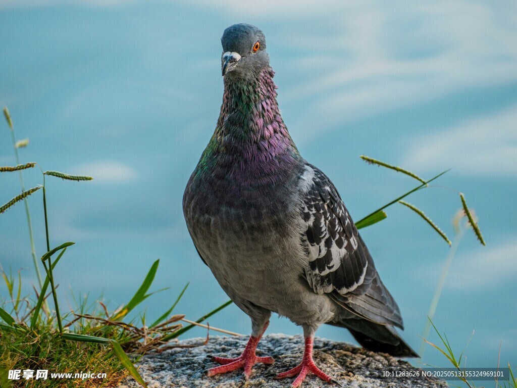 岩石上的红爪灰鸽