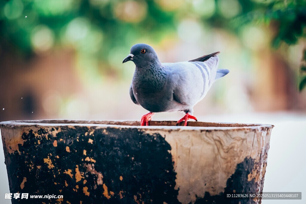 站在树桩上的灰鸽子
