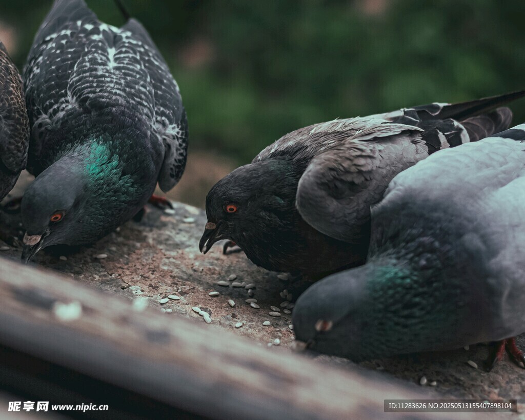地上觅食的几只鸽子