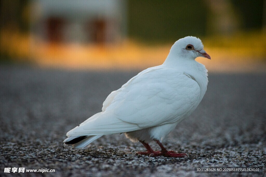 单只白鸽立于地面
