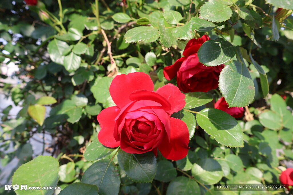 月季花