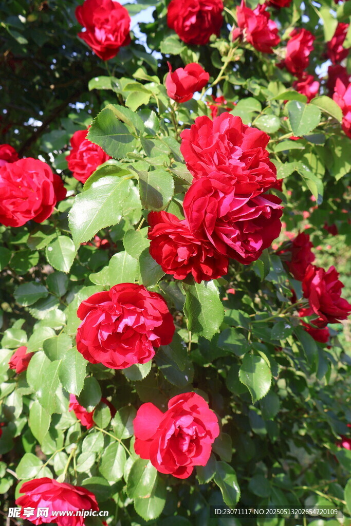 月季花