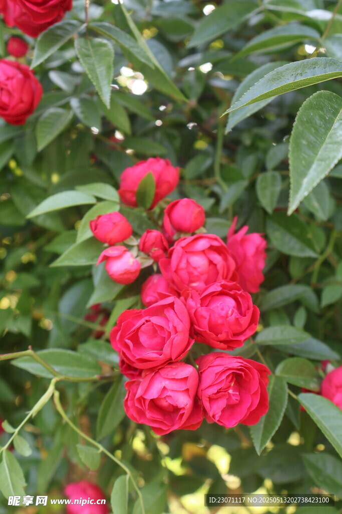 月季花