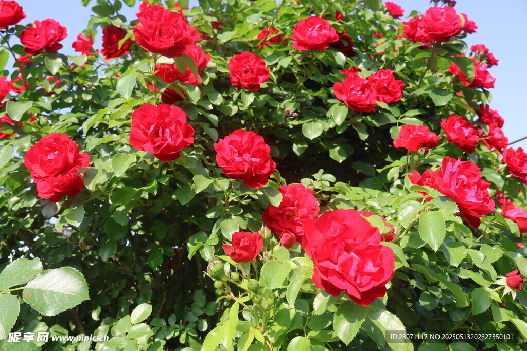 月季花
