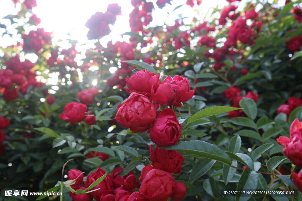 月季花