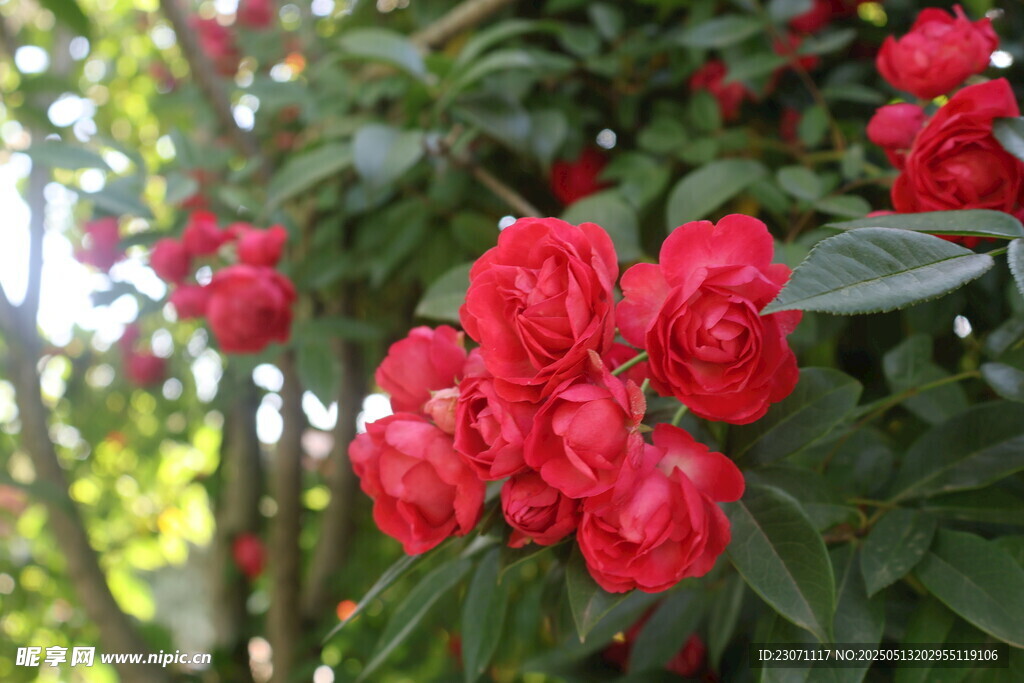 月季花