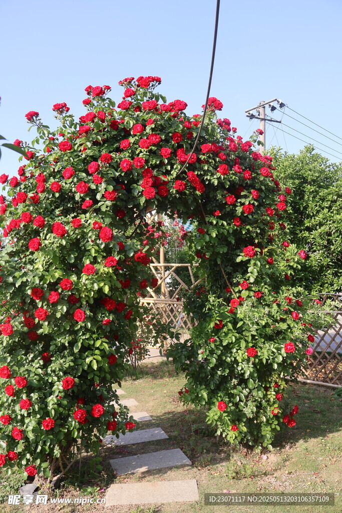月季花