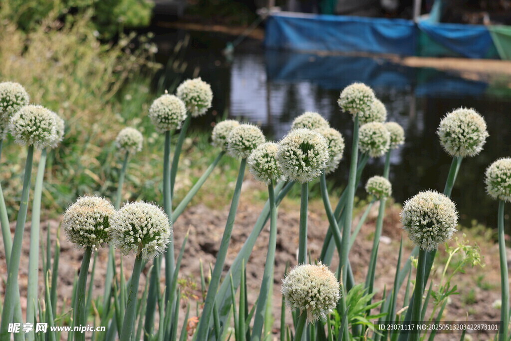 洋葱花