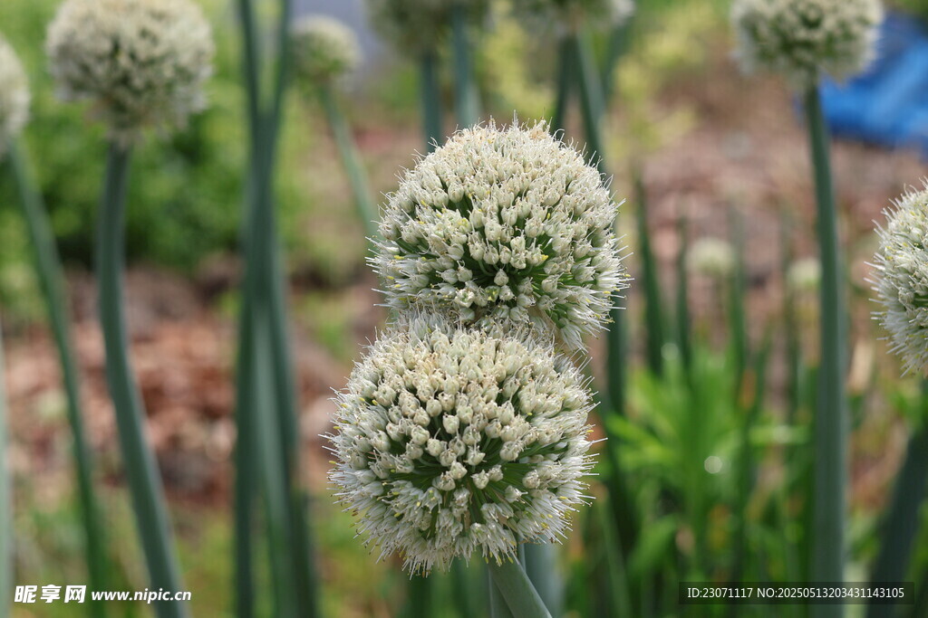 洋葱花