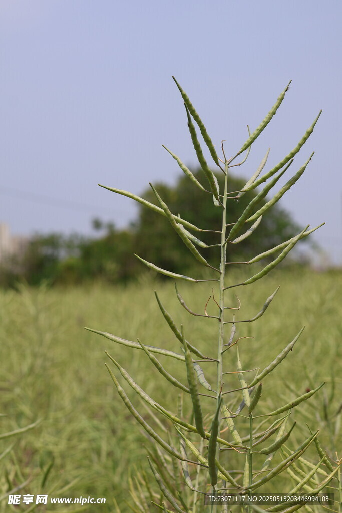 油菜成熟