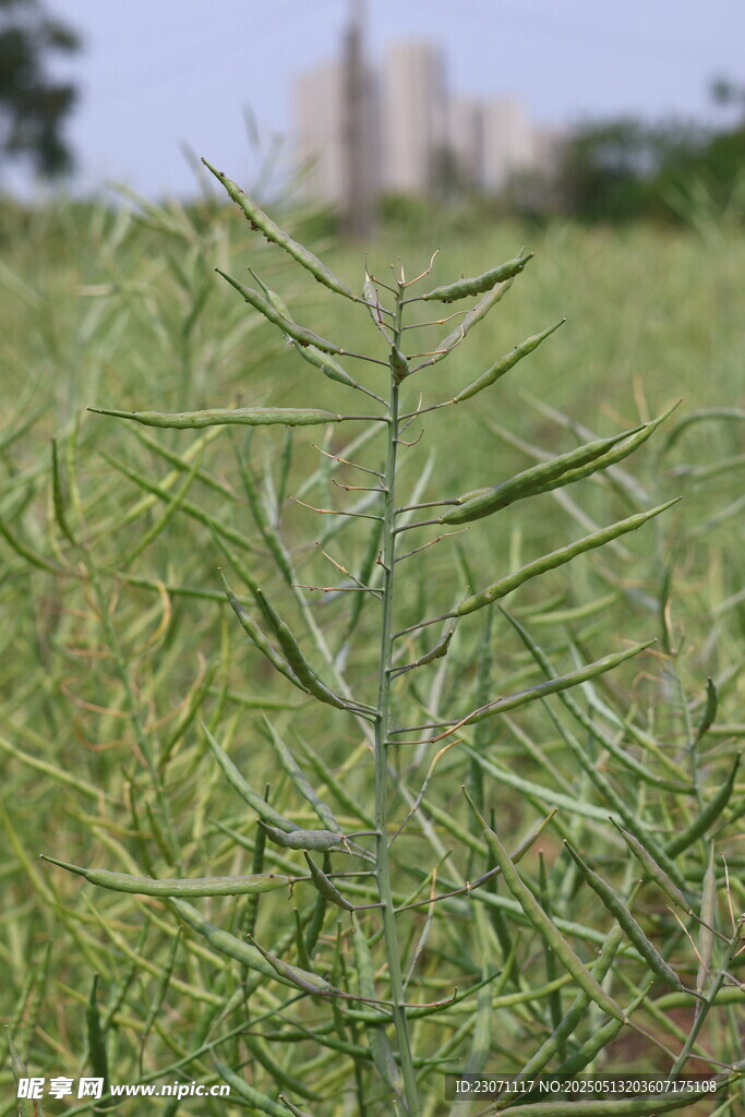 油菜成熟