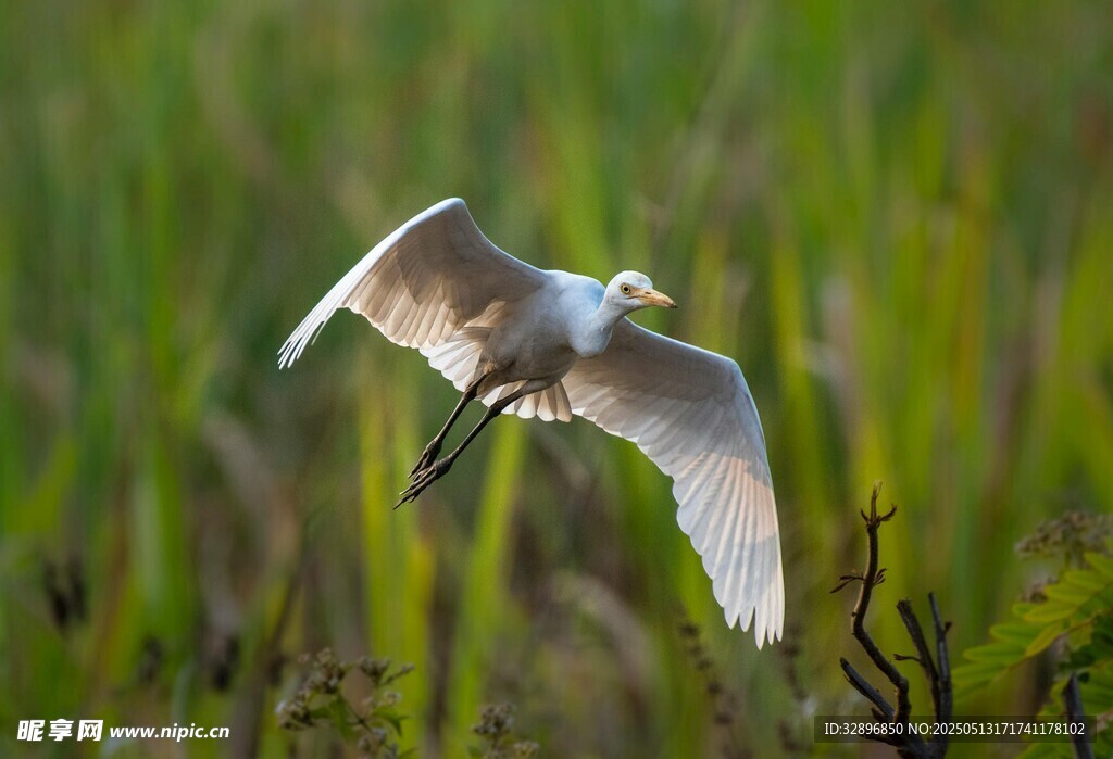 白鹭于绿野间展翅飞翔