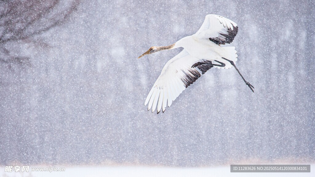 雪天中飞翔的优雅丹顶鹤