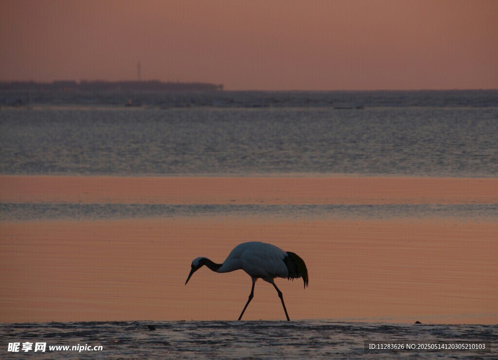 夕阳下独舞的优雅飞鸟