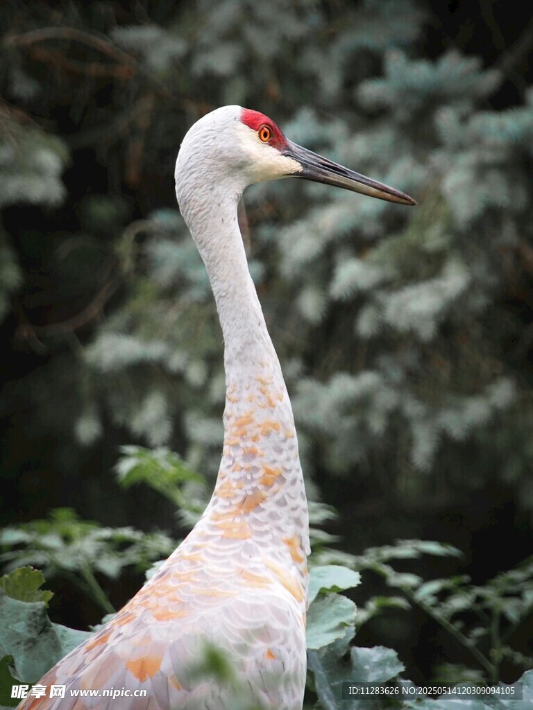 优雅白鹳立于绿植间