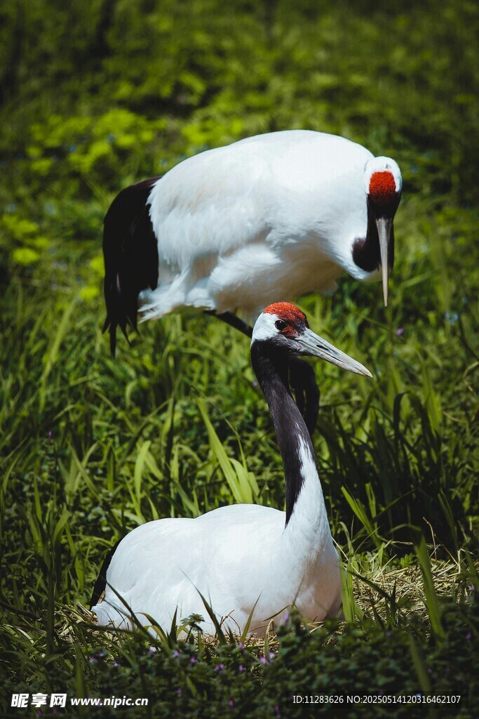 草地上的两只丹顶鹤