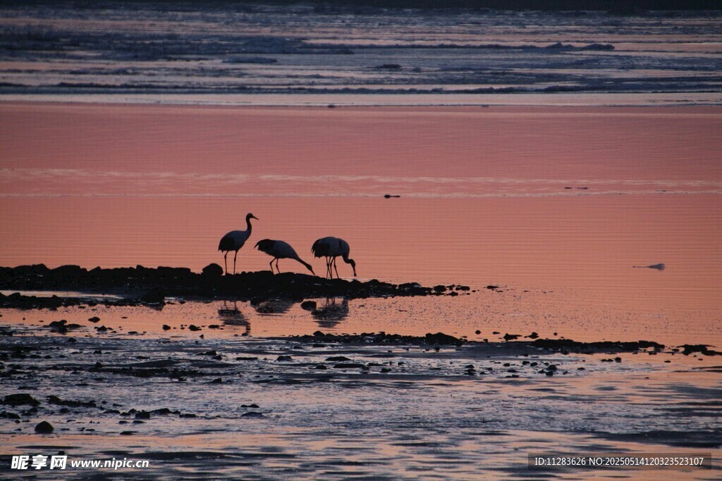 夕阳下湿地中的优雅鹿群
