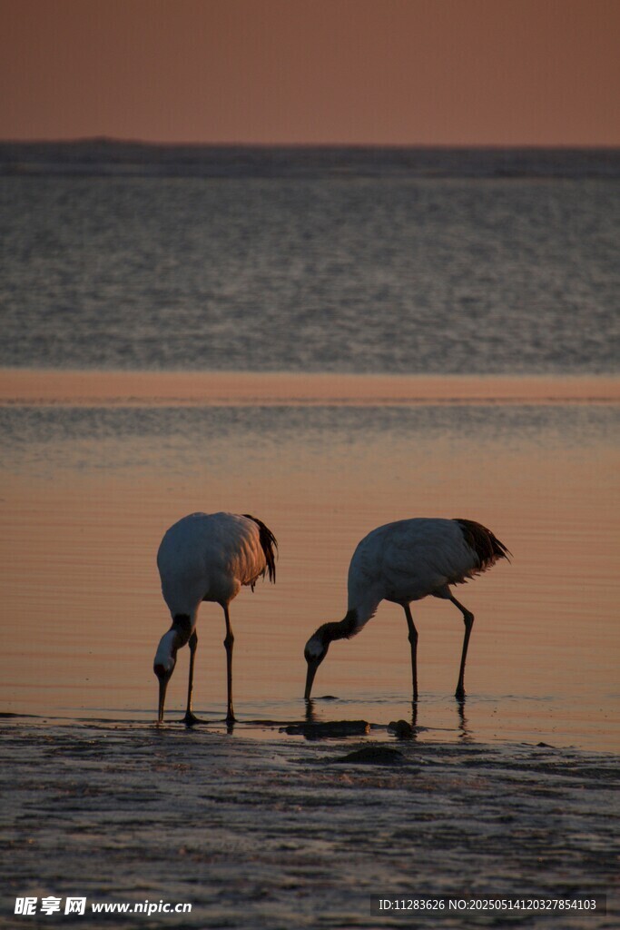 夕阳下的火烈鸟在浅滩觅食