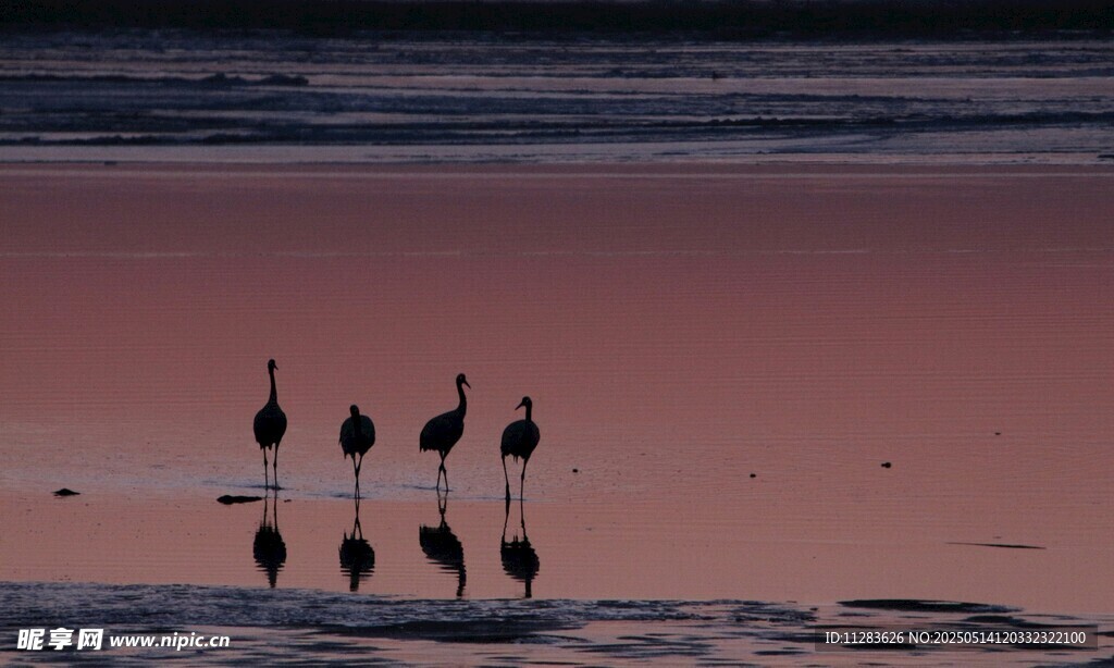 夕阳下海滩上的群鸟