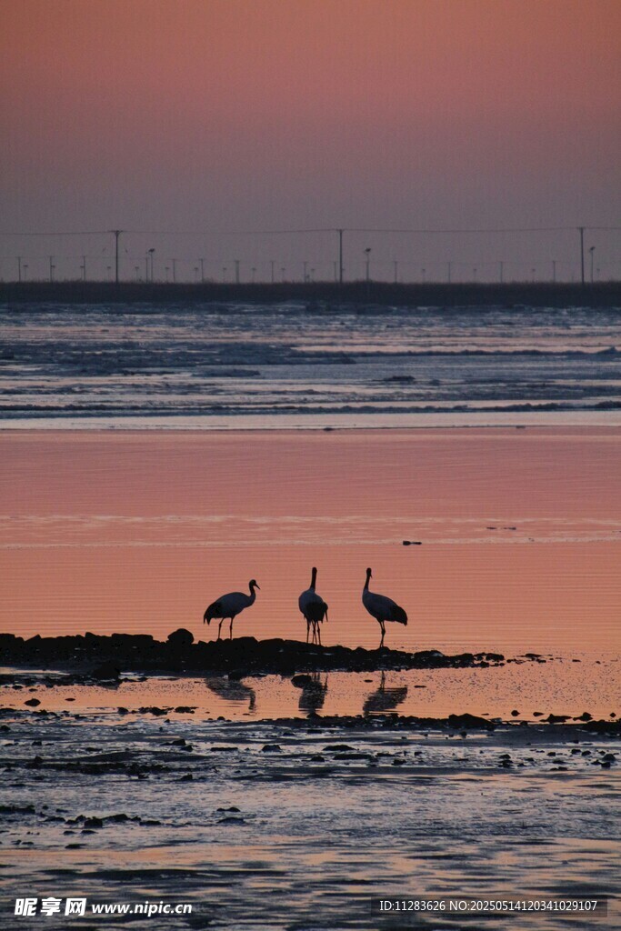 夕阳下的湿地飞鸟景观