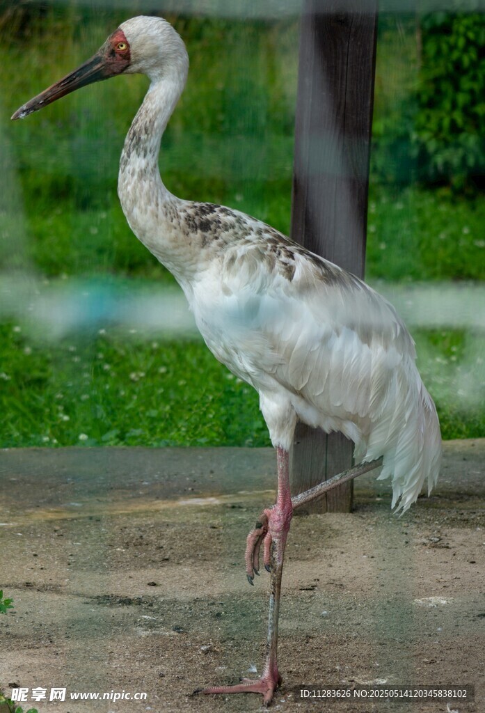 单腿站立的优雅白鹳