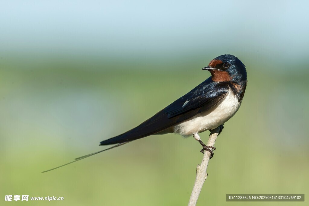 栖息枝头的美丽燕子