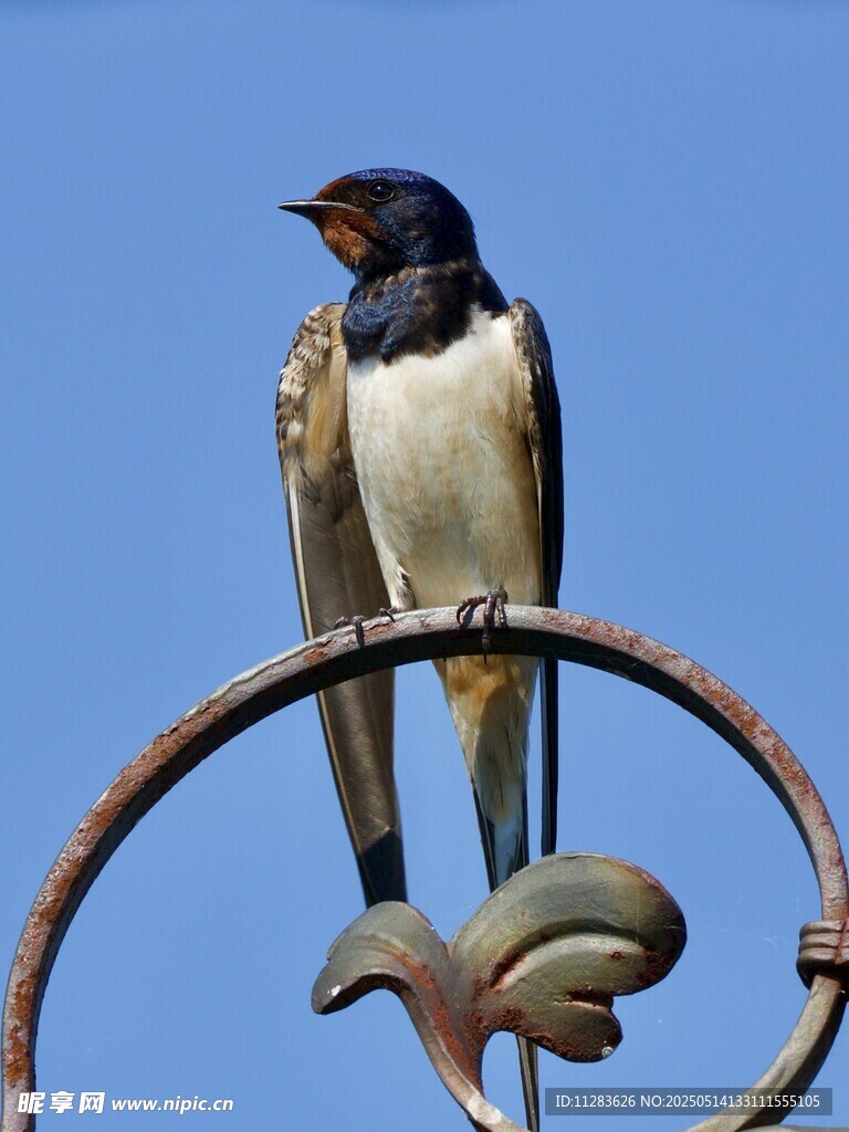 栖息于铁艺上的燕子
