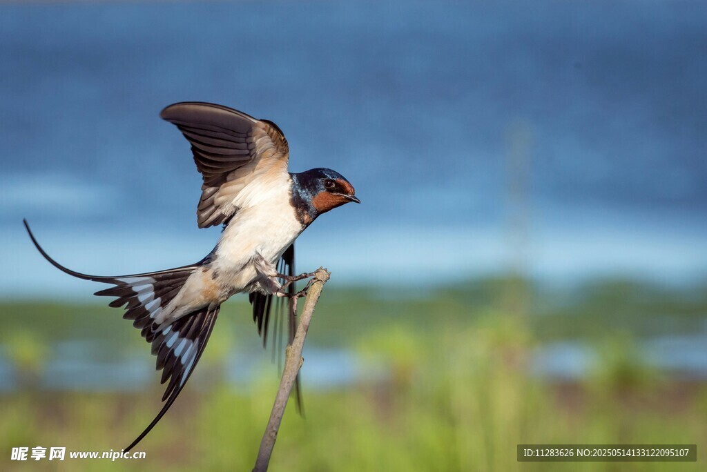 燕子栖息于枝头展翅瞬间