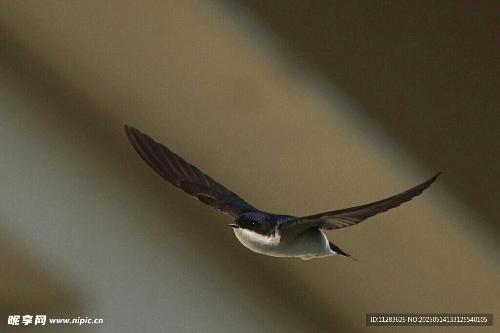飞翔的燕子