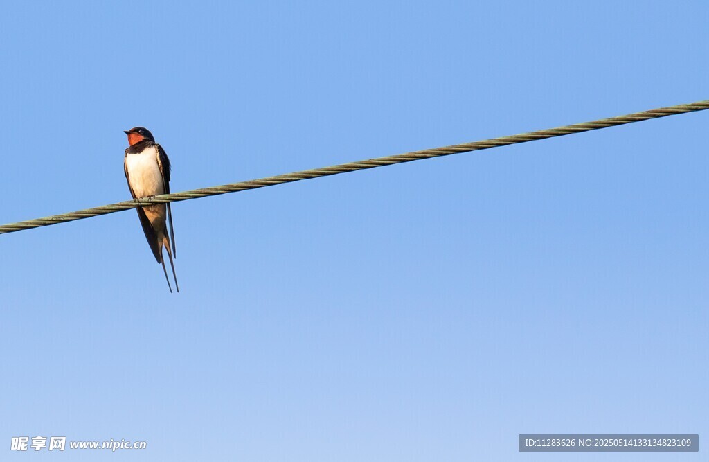 电线上的燕子