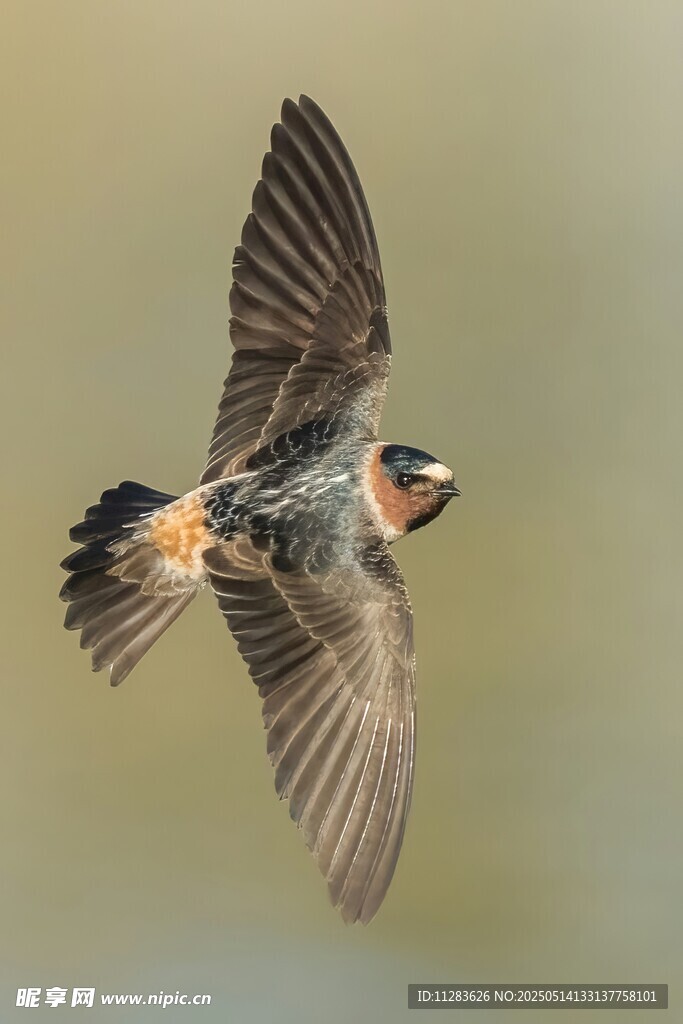 飞翔的彩色小鸟