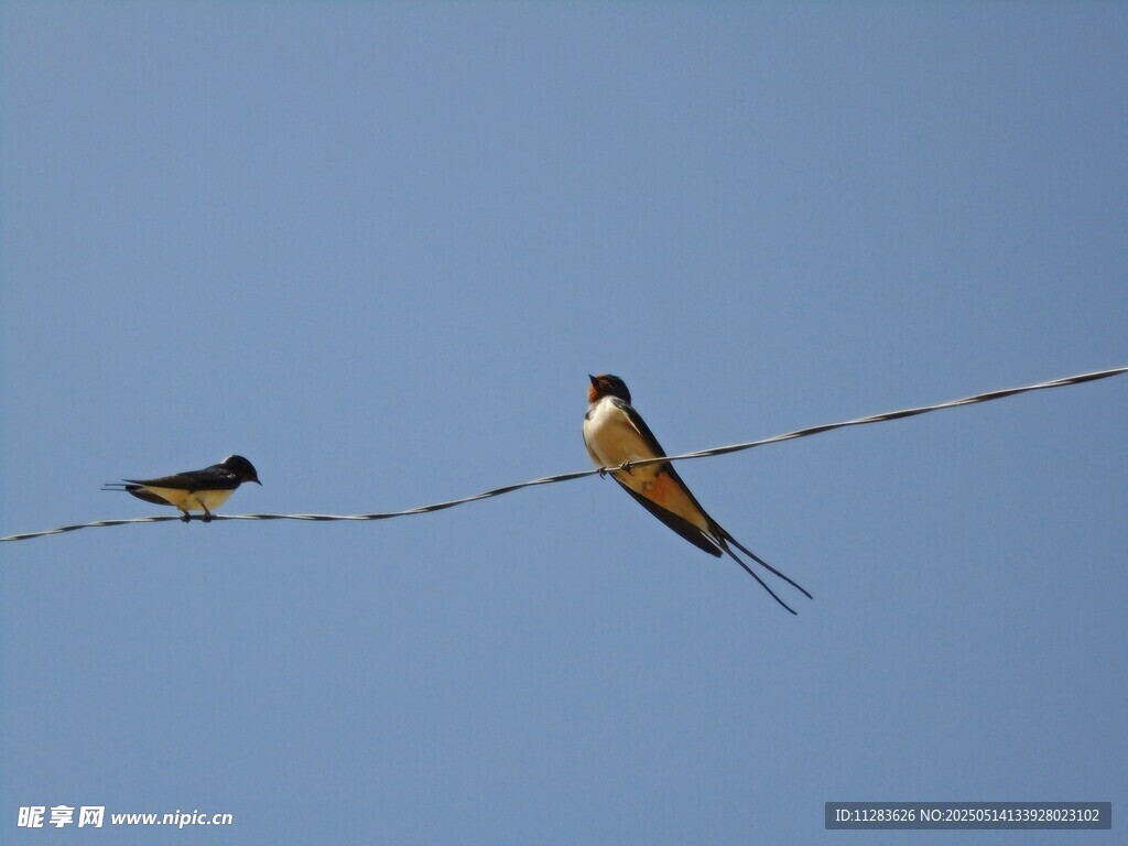 电线上的两只燕子