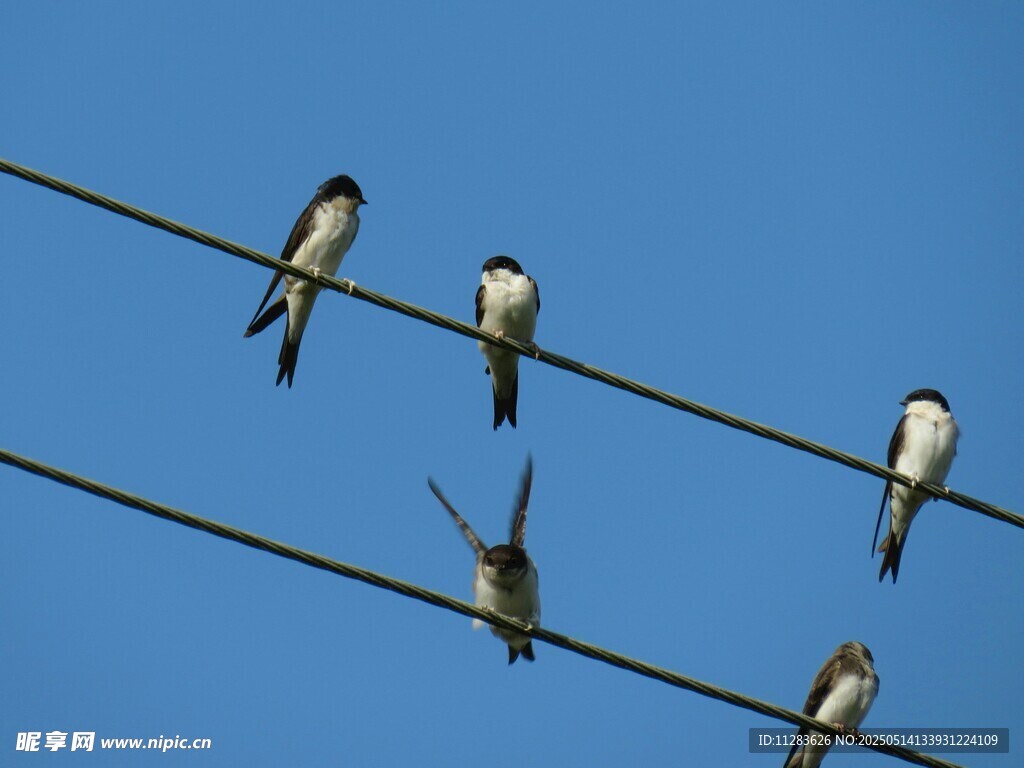 电线上的几只燕子