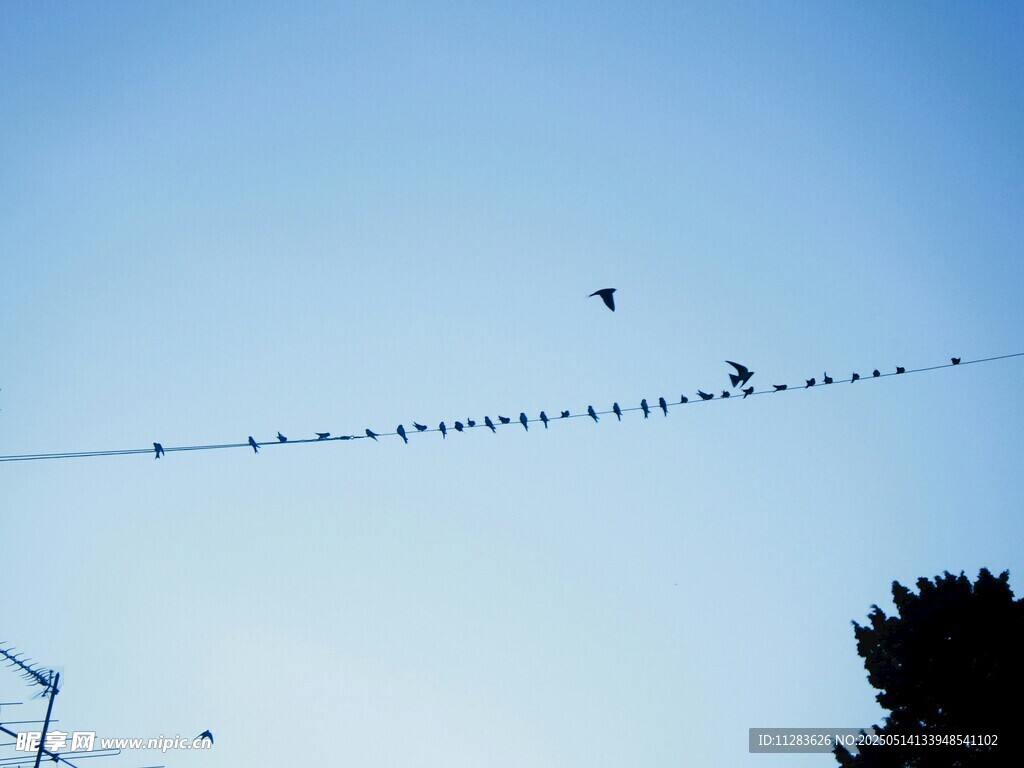 电线上的鸟儿剪影