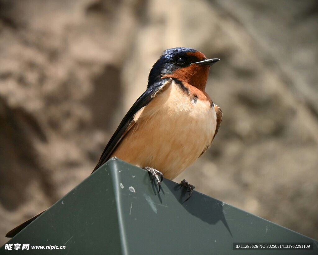 栖息于物体上的燕子