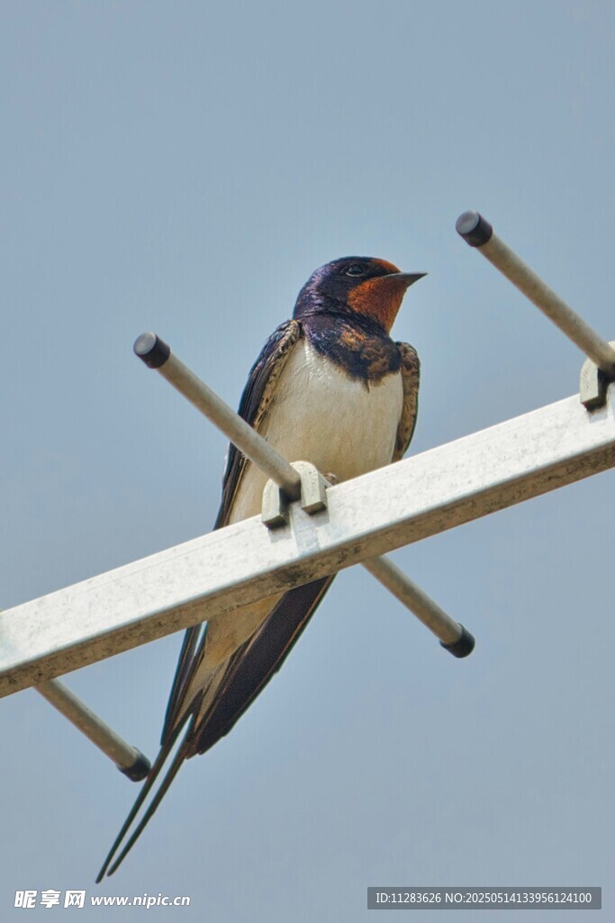 电线上休憩的燕子