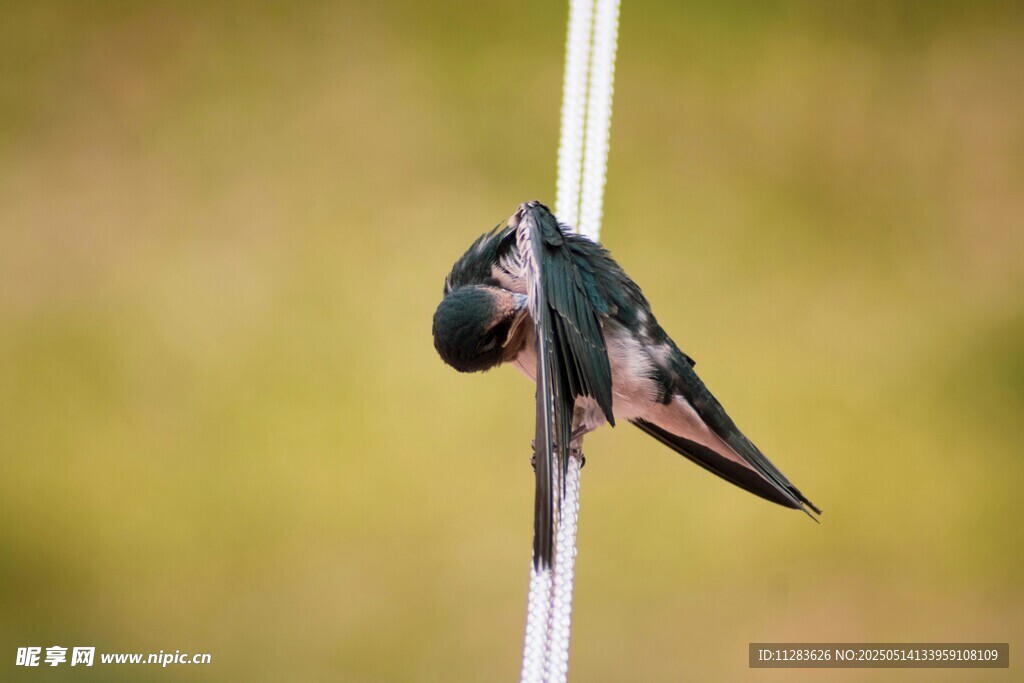 梳理羽毛的燕子